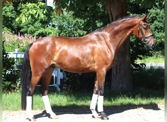 Hannoveraner, Wallach, 4 Jahre, 168 cm, Brauner
