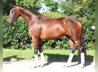 Hannoveraner, Wallach, 4 Jahre, 168 cm, Brauner