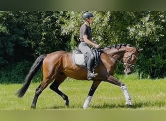 Hannoveraner, Wallach, 4 Jahre, 168 cm, Brauner