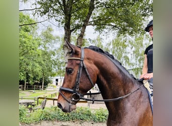 Hannoveraner, Wallach, 4 Jahre, 168 cm, Brauner