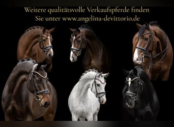 Hannoveraner, Wallach, 4 Jahre, 168 cm, Brauner