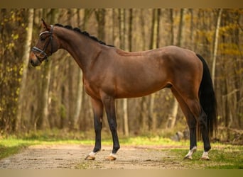 Hannoveraner, Wallach, 4 Jahre, 168 cm, Brauner