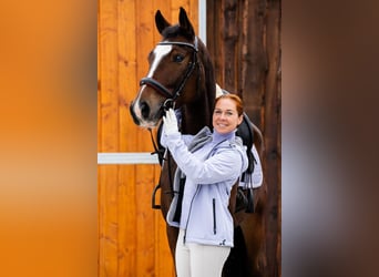 Hannoveraner, Wallach, 4 Jahre, 168 cm, Brauner