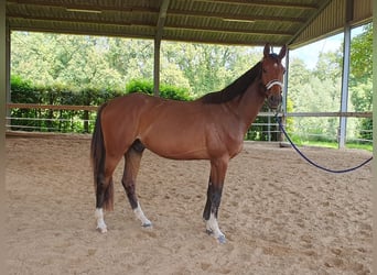 Hannoveraner, Wallach, 4 Jahre, 168 cm, Brauner