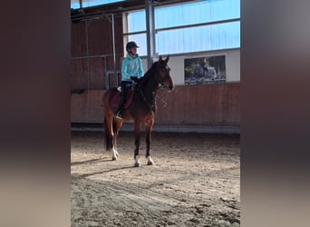 Hannoveraner, Wallach, 4 Jahre, 168 cm, Brauner