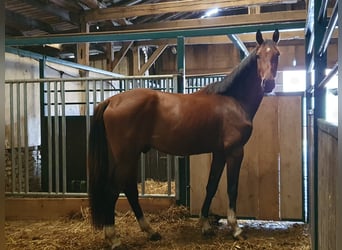 Hannoveraner, Wallach, 4 Jahre, 168 cm, Brauner