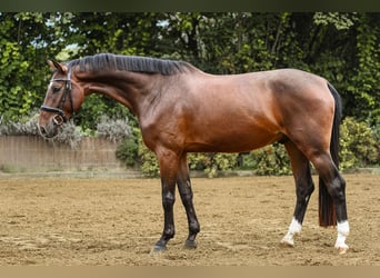 Hannoveraner, Wallach, 4 Jahre, 168 cm, Brauner