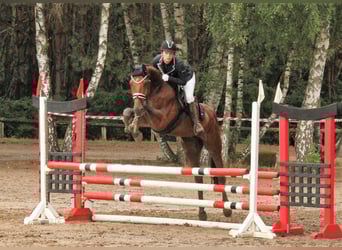 Hannoveraner, Wallach, 4 Jahre, 168 cm, Brauner