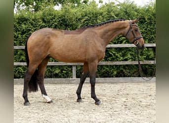 Hannoveraner, Wallach, 4 Jahre, 168 cm, Brauner