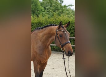 Hannoveraner, Wallach, 4 Jahre, 168 cm, Brauner