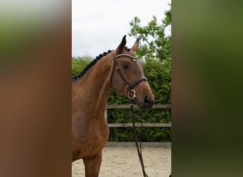Hannoveraner, Wallach, 4 Jahre, 168 cm, Brauner