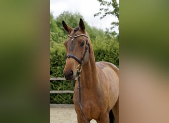 Hannoveraner, Wallach, 4 Jahre, 168 cm, Brauner