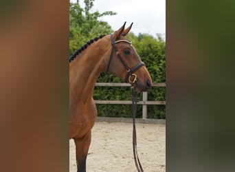 Hannoveraner, Wallach, 4 Jahre, 168 cm, Brauner