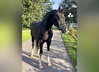 Hannoveraner, Wallach, 4 Jahre, 168 cm