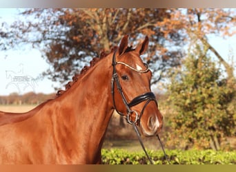 Hannoveraner, Wallach, 4 Jahre, 168 cm