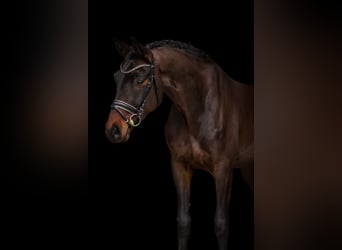 Hannoveraner, Wallach, 4 Jahre, 168 cm, Dunkelbrauner