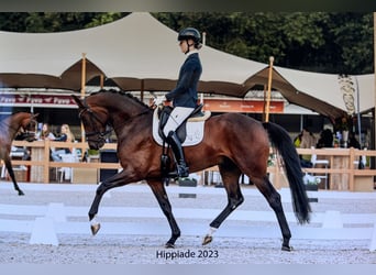 Hannoveraner, Wallach, 4 Jahre, 168 cm, Dunkelbrauner