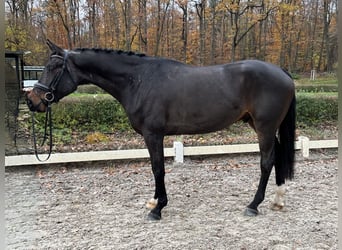 Hannoveraner, Wallach, 4 Jahre, 168 cm, Dunkelbrauner
