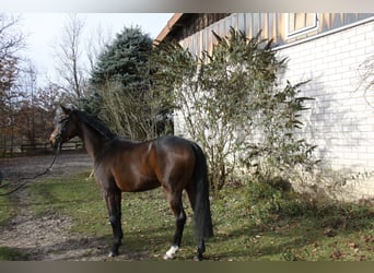 Hannoveraner, Wallach, 4 Jahre, 168 cm, Dunkelbrauner