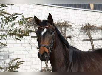 Hannoveraner, Wallach, 4 Jahre, 168 cm, Dunkelbrauner