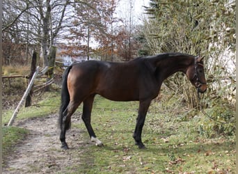 Hannoveraner, Wallach, 4 Jahre, 168 cm, Dunkelbrauner