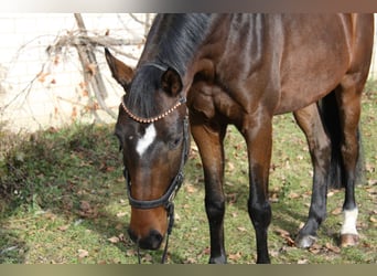 Hannoveraner, Wallach, 4 Jahre, 168 cm, Dunkelbrauner