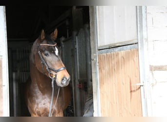 Hannoveraner, Wallach, 4 Jahre, 168 cm, Dunkelbrauner