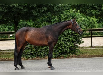 Hannoveraner, Wallach, 4 Jahre, 168 cm, Dunkelbrauner
