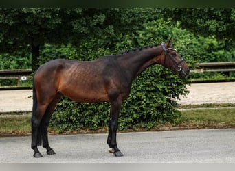 Hannoveraner, Wallach, 4 Jahre, 168 cm, Dunkelbrauner