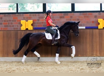 Hannoveraner, Wallach, 4 Jahre, 168 cm, Dunkelbrauner