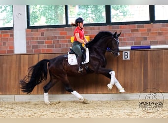 Hannoveraner, Wallach, 4 Jahre, 168 cm, Dunkelbrauner