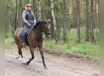 Hannoveraner, Wallach, 4 Jahre, 168 cm, Dunkelbrauner