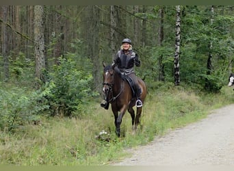 Hannoveraner, Wallach, 4 Jahre, 168 cm, Dunkelbrauner
