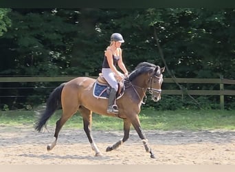 Hannoveraner, Wallach, 4 Jahre, 168 cm, Dunkelbrauner