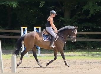 Hannoveraner, Wallach, 4 Jahre, 168 cm, Dunkelbrauner