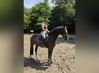 Hannoveraner, Wallach, 4 Jahre, 168 cm, Dunkelbrauner