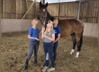 Hannoveraner, Wallach, 4 Jahre, 168 cm, Dunkelbrauner