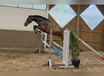 Hannoveraner, Wallach, 4 Jahre, 168 cm, Dunkelbrauner