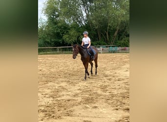 Hannoveraner, Wallach, 4 Jahre, 168 cm, Dunkelbrauner