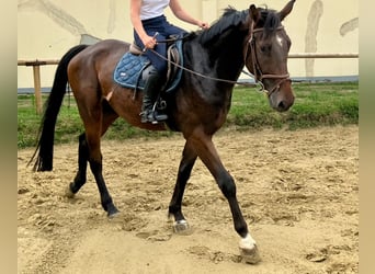 Hannoveraner, Wallach, 4 Jahre, 168 cm, Dunkelbrauner