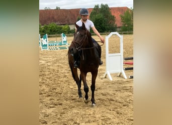Hannoveraner, Wallach, 4 Jahre, 168 cm, Dunkelbrauner