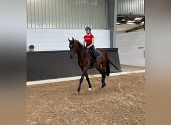 Hannoveraner, Wallach, 4 Jahre, 168 cm, Dunkelbrauner