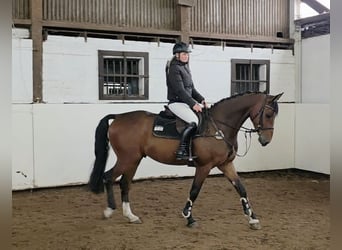 Hannoveraner, Wallach, 4 Jahre, 168 cm, Dunkelbrauner