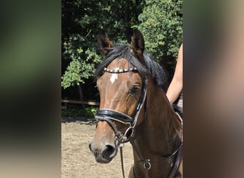 Hannoveraner, Wallach, 4 Jahre, 168 cm, Dunkelbrauner