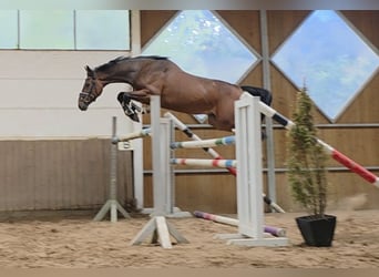 Hannoveraner, Wallach, 4 Jahre, 168 cm, Dunkelbrauner