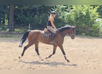 Hannoveraner, Wallach, 4 Jahre, 168 cm, Dunkelbrauner