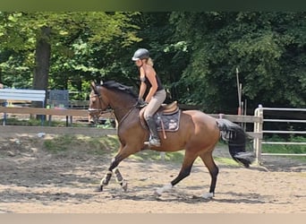 Hannoveraner, Wallach, 4 Jahre, 168 cm, Dunkelbrauner