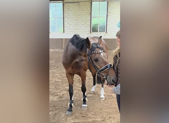Hannoveraner, Wallach, 4 Jahre, 168 cm, Dunkelbrauner