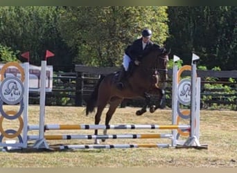 Hannoveraner, Wallach, 4 Jahre, 168 cm, Dunkelbrauner