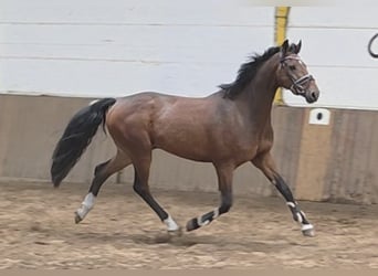 Hannoveraner, Wallach, 4 Jahre, 168 cm, Dunkelbrauner